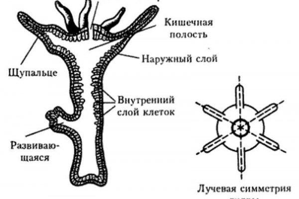 Ссылки на сайты даркнета